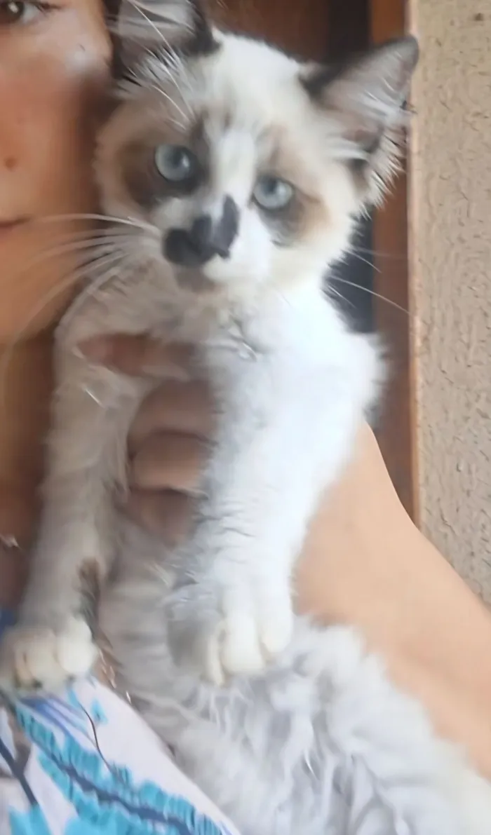 Gato raça SRD-ViraLata idade 2 a 6 meses nome Ursinho 