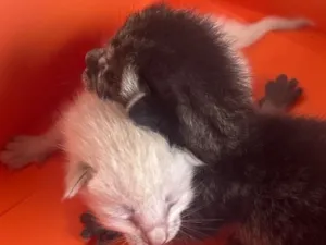 Gato raça SRD-ViraLata idade Abaixo de 2 meses nome Sem nome 