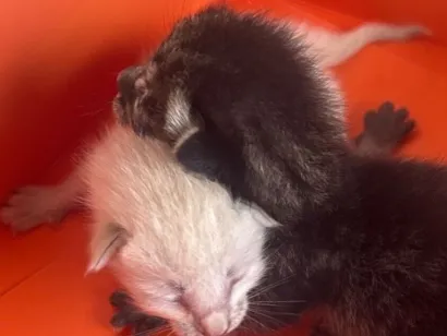 Gato raça SRD-ViraLata idade Abaixo de 2 meses nome Sem nome 