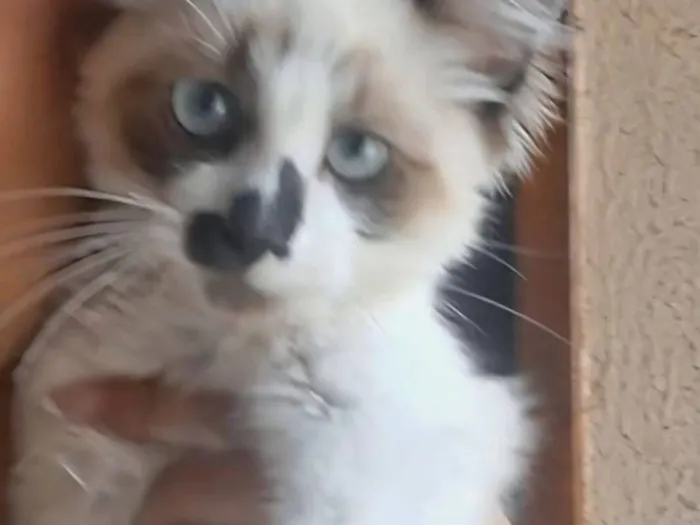Gato raça SRD-ViraLata idade 2 a 6 meses nome Ursinho 