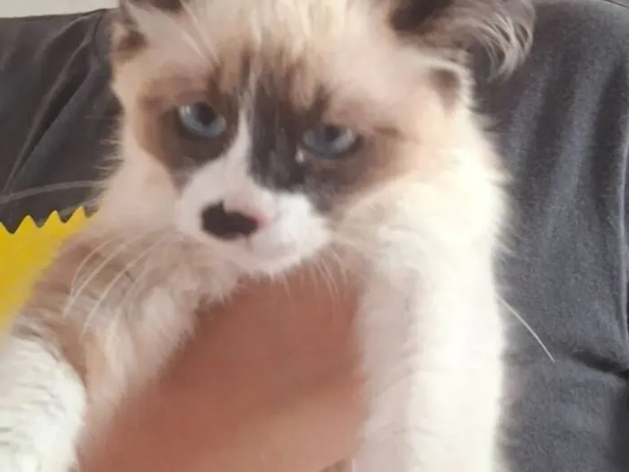 Gato raça SRD-ViraLata idade 2 a 6 meses nome Branquinho 