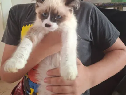 Gato raça SRD-ViraLata idade 2 a 6 meses nome Branquinho 