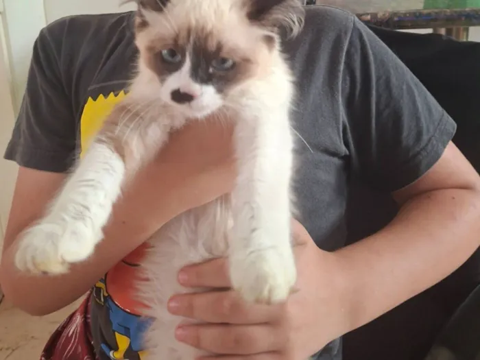 Gato raça SRD-ViraLata idade 2 a 6 meses nome Branquinho 