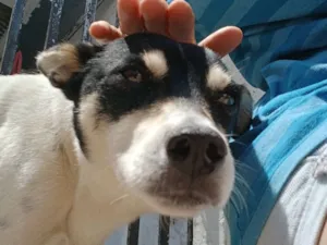 Cachorro raça SRD-ViraLata idade 3 anos nome Branquinha