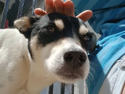 Cachorro raça SRD-ViraLata idade 3 anos nome Branquinha