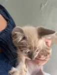 Gato raça Exótico idade Abaixo de 2 meses nome Miau