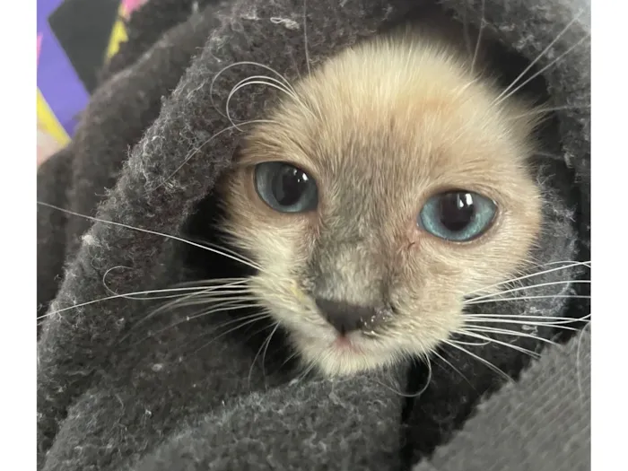 Gato raça Exótico idade Abaixo de 2 meses nome Miau