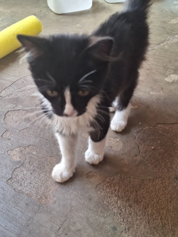 Gato raça SRD-ViraLata idade 2 a 6 meses nome Tom