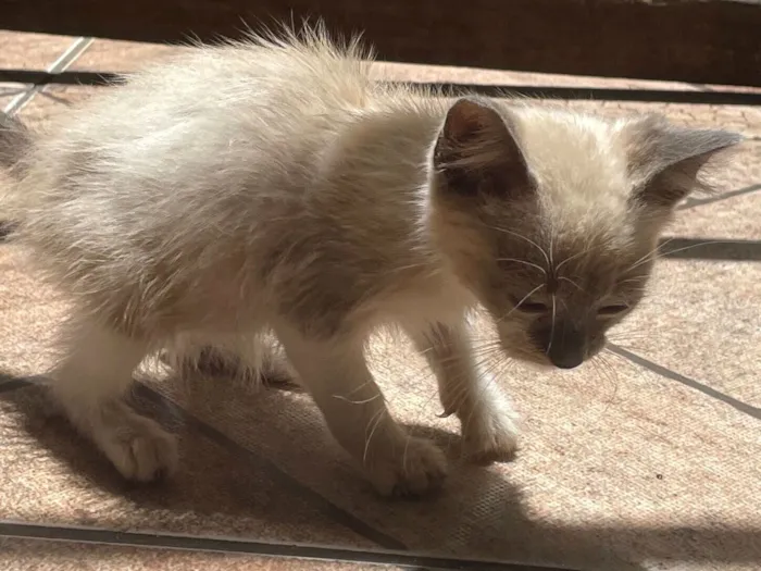 Gato raça Exótico idade Abaixo de 2 meses nome Miau