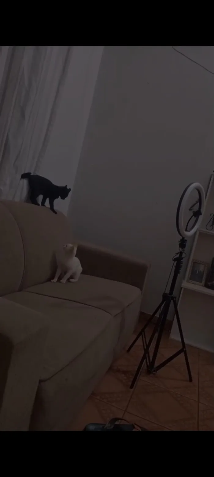 Gato raça SRD-ViraLata idade 2 a 6 meses nome Costelinha diana 