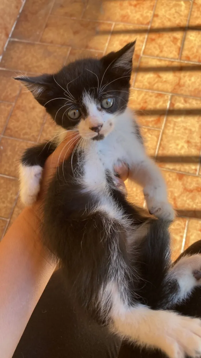 Gato raça SRD-ViraLata idade 2 a 6 meses nome Sem nome 