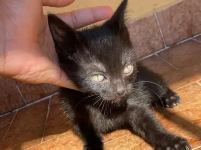 Gato raça SRD-ViraLata idade 2 a 6 meses nome Sem nome 