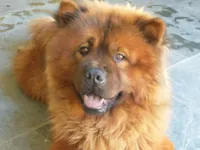 Cachorro raça Chow Chow idade 5 anos nome Bolinha