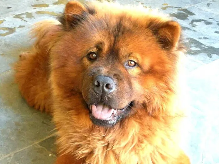 Cachorro raça Chow Chow idade 5 anos nome Bolinha