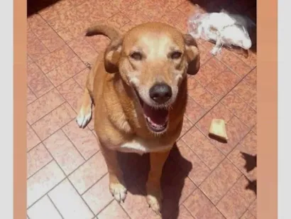 Cachorro raça SRD-ViraLata idade 4 anos nome Caramela