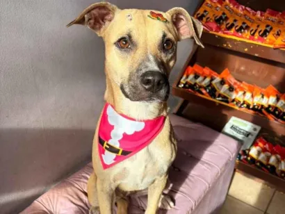 Cachorro raça SRD-ViraLata idade 7 a 11 meses nome Caramela