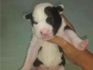 Cachorro raça SRD-ViraLata idade Abaixo de 2 meses nome filhotinhas ainda sem nome 