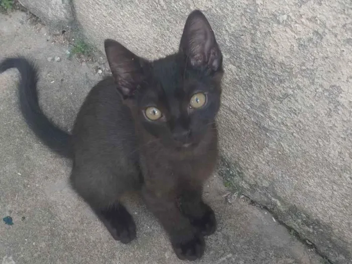 Gato raça SRD-ViraLata idade 2 a 6 meses nome Sem nome 