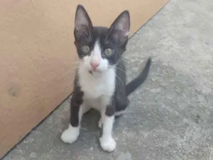 Gato raça SRD-ViraLata idade 2 a 6 meses nome Sem nome 