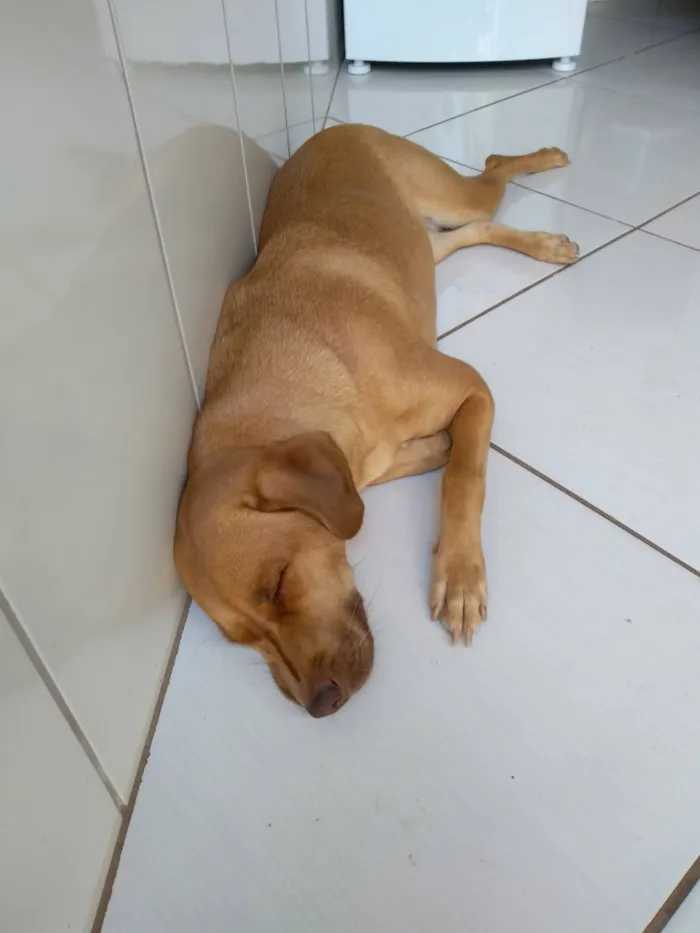 Cachorro raça SRD-ViraLata idade 6 ou mais anos nome Laila