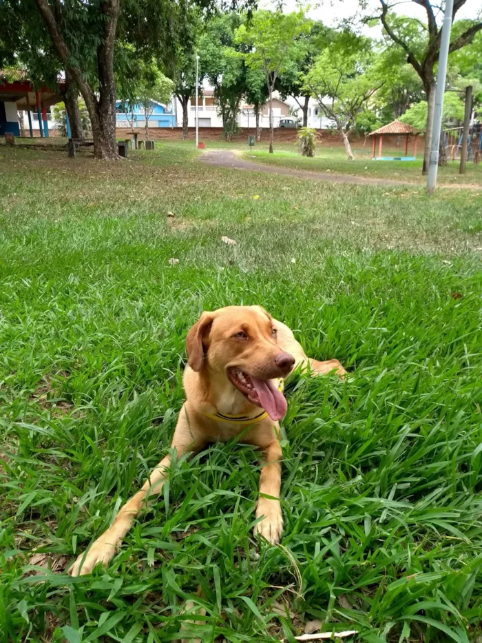 Cachorro raça SRD-ViraLata idade 6 ou mais anos nome Laila