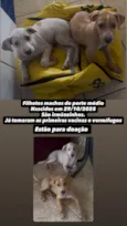 Cachorro raça SRD-ViraLata idade Abaixo de 2 meses nome Damon e Stefan 