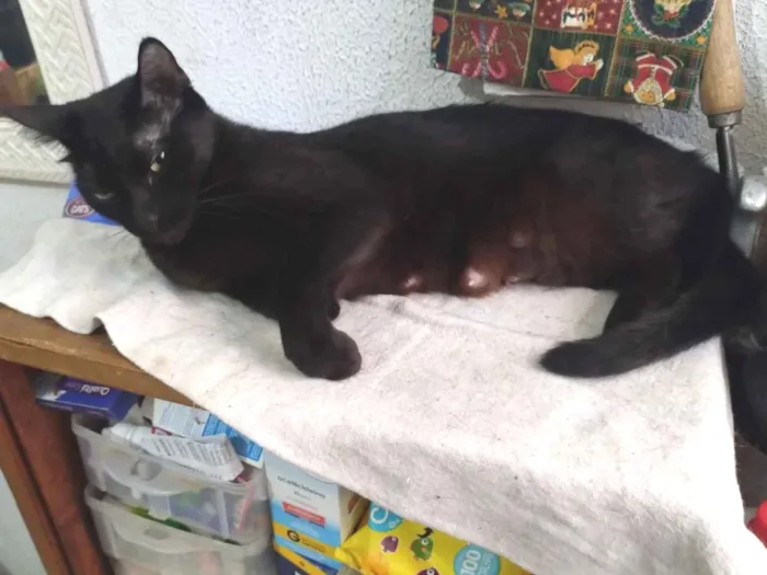 Gato raça SRD-ViraLata idade 4 anos nome Pontinho 