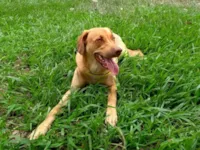 Cachorro raça SRD-ViraLata idade 6 ou mais anos nome Laila