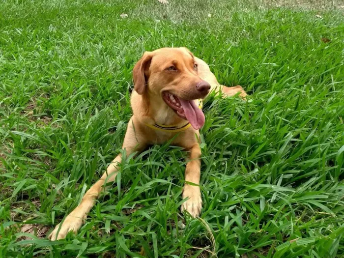 Cachorro raça SRD-ViraLata idade 6 ou mais anos nome Laila