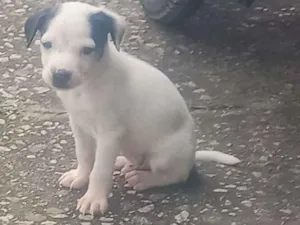 Cachorro raça SRD-ViraLata idade Abaixo de 2 meses nome Não tem no momento 