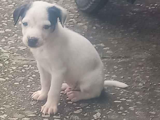 Cachorro raça SRD-ViraLata idade Abaixo de 2 meses nome Não tem no momento 