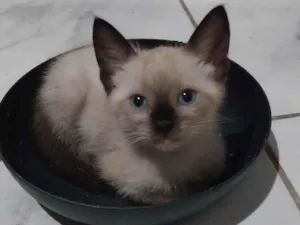 Gato raça Siamês idade 2 a 6 meses nome Blue 