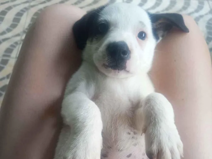 Cachorro raça SRD-ViraLata idade Abaixo de 2 meses nome Sem nome 