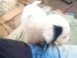 Cachorro raça SRD-ViraLata idade Abaixo de 2 meses nome 1 sem nome