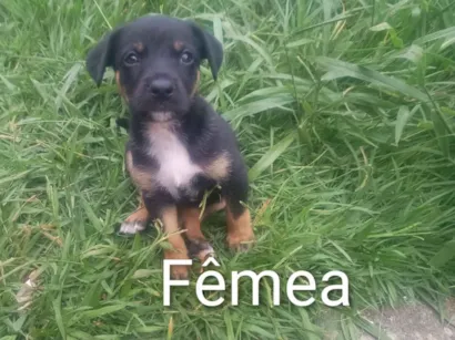 Cachorro raça SRD-ViraLata idade Abaixo de 2 meses nome Preta 