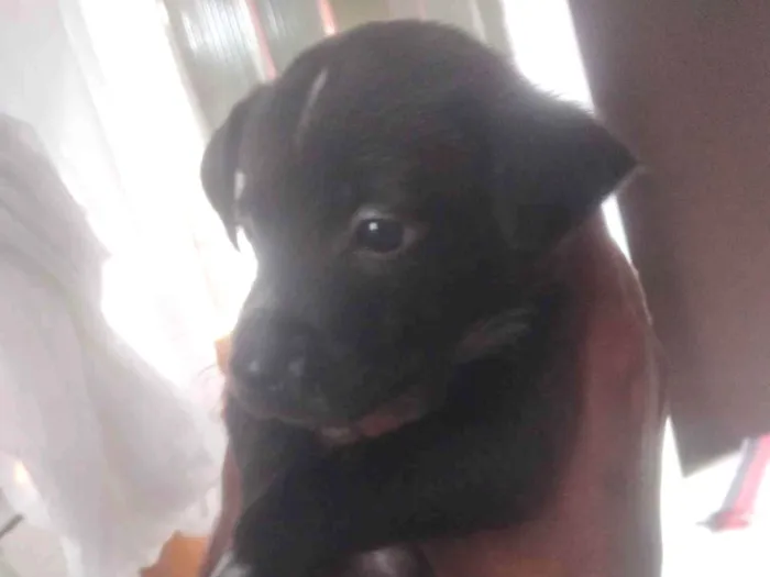 Cachorro raça Pastor Alemão idade 2 a 6 meses nome Filhotes