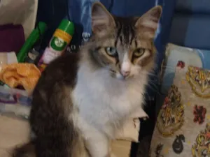Gato raça SRD-ViraLata idade 4 anos nome Algodão 