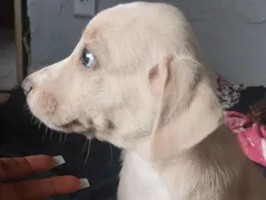 Cachorro raça SRD-ViraLata idade Abaixo de 2 meses nome Tonton 