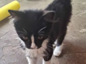 Gato raça SRD-ViraLata idade 2 a 6 meses nome Tom