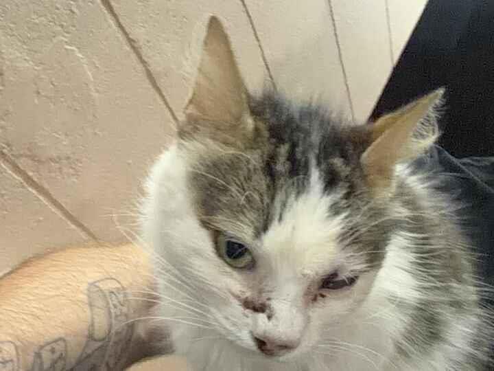 Gato raça SRD-ViraLata idade 1 ano nome Rosangela Clap