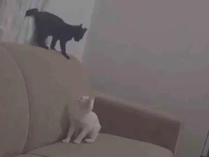 Gato raça SRD-ViraLata idade 2 a 6 meses nome Costelinha diana 