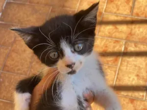 Gato raça SRD-ViraLata idade 2 a 6 meses nome Sem nome 