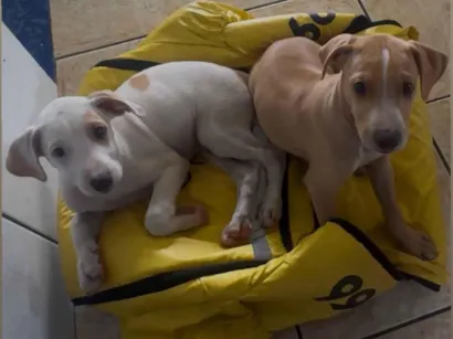 Cachorro raça SRD-ViraLata idade Abaixo de 2 meses nome Damon e Stefan 