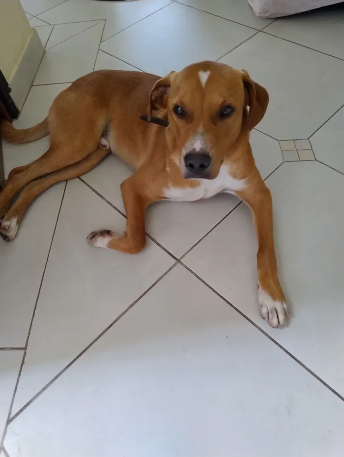 Cachorro raça SRD-ViraLata idade 1 ano nome Rex