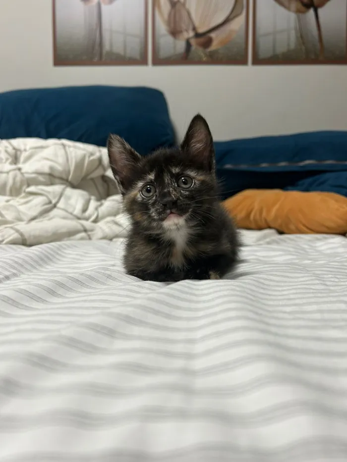 Gato raça SRD-ViraLata idade 2 a 6 meses nome Amora