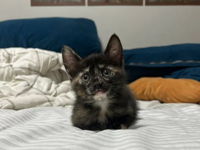 Gato raça SRD-ViraLata idade 2 a 6 meses nome Amora