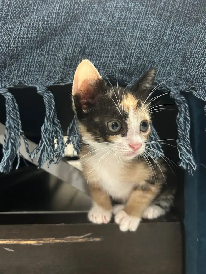 Gato raça SRD-ViraLata idade 2 a 6 meses nome Nina