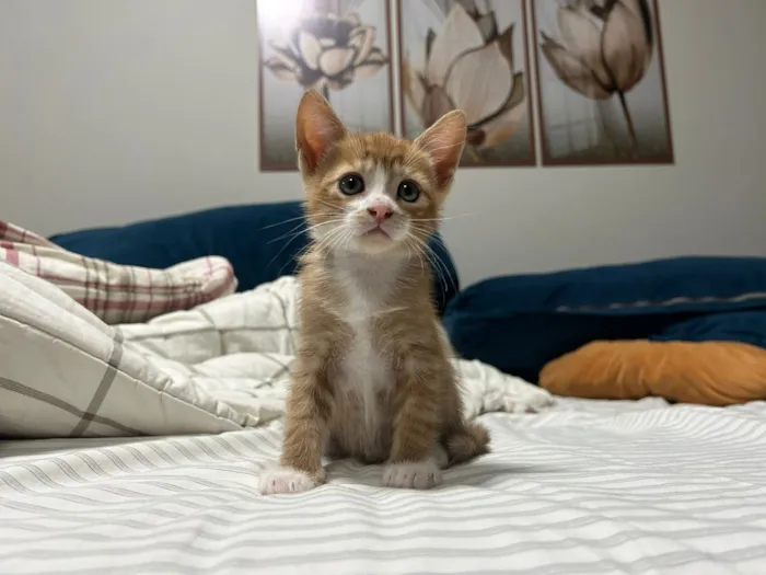 Gato raça SRD-ViraLata idade 2 a 6 meses nome Ravin