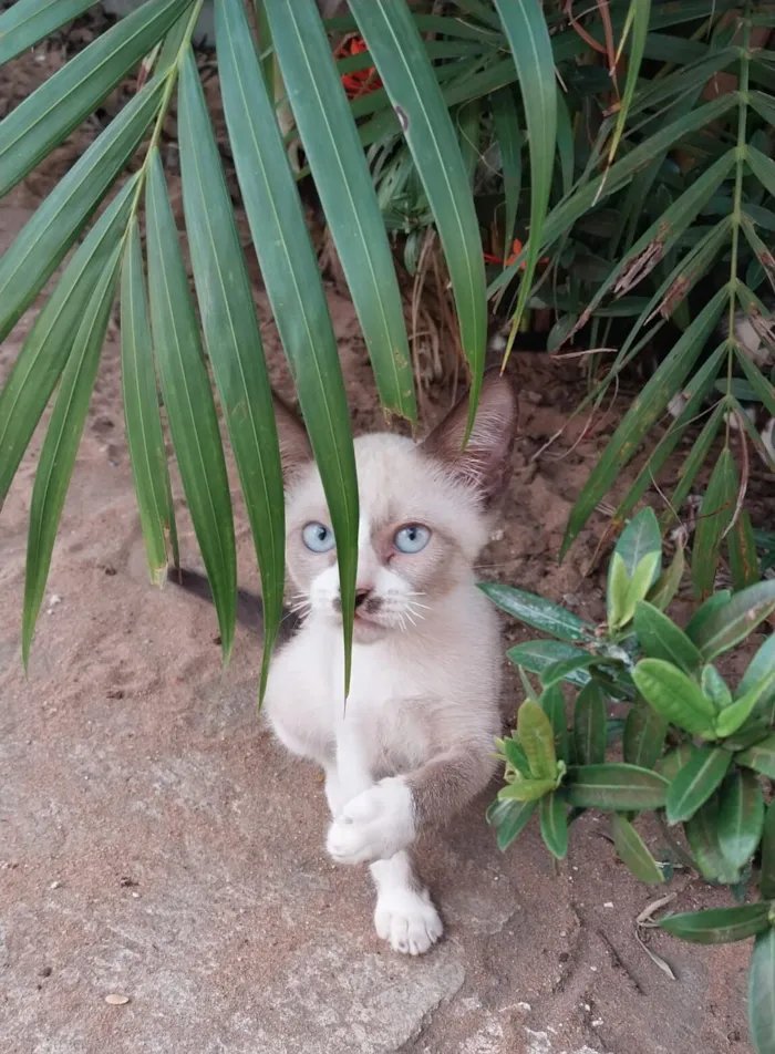Gato raça Siamês idade 2 a 6 meses nome Branquinho