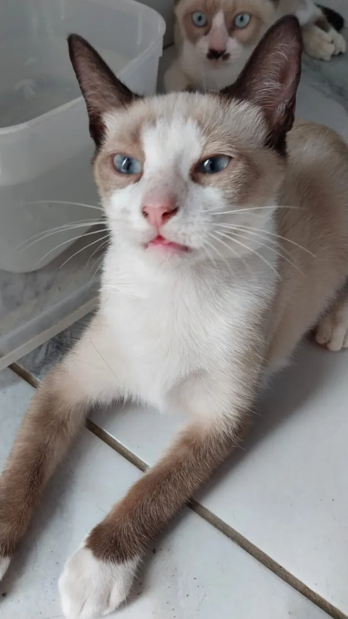 Gato raça Siamês idade 2 a 6 meses nome Pantufa 